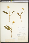 Erythronium americanum ssp. americanum