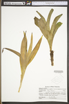 Amianthium muscitoxicum