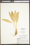 Allium tricoccum