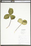 Trillium sessile