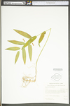 Polygonatum biflorum