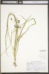 Hypoxis hirsuta