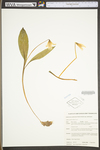 Erythronium umbilicatum ssp. umbilicatum