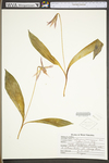 Convallaria majuscula