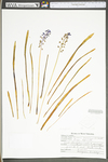 Muscari neglectum