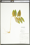 Polygonatum pubescens