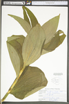 Veratrum viride