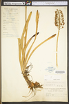 Amianthium muscitoxicum