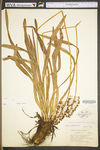 Amianthium muscitoxicum