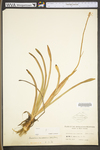 Amianthium muscitoxicum