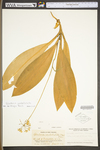 Clintonia umbellulata