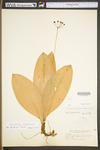 Clintonia umbellulata