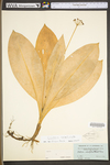 Clintonia umbellulata