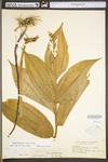 Maianthemum racemosum ssp. racemosum