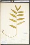 Polygonatum biflorum