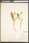 Erythronium albidum