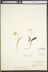 Erythronium americanum ssp. americanum