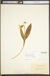 Erythronium americanum ssp. americanum