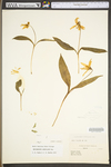 Erythronium americanum ssp. americanum