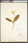 Erythronium americanum ssp. americanum