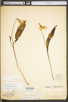 Erythronium americanum ssp. americanum