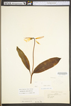 Erythronium americanum ssp. americanum