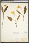 Erythronium americanum ssp. americanum