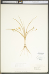 Hypoxis hirsuta