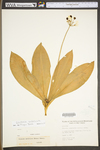 Clintonia umbellulata