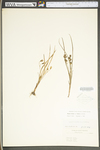 Hypoxis hirsuta