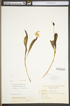 Erythronium americanum ssp. americanum