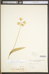 Clintonia borealis