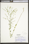 Linum virginianum