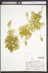 Lycopodium digitatum