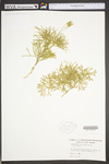 Lycopodium tristachyum