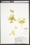 Lycopodium digitatum