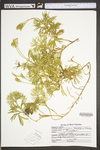 Lycopodium digitatum