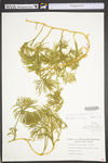 Lycopodium digitatum