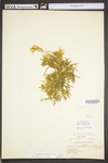 Lycopodium digitatum