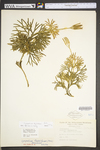 Lycopodium digitatum
