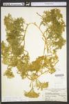 Lycopodium digitatum