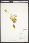 Lycopodium digitatum