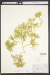 Lycopodium digitatum