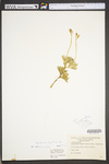 Lycopodium digitatum
