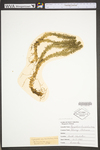 Huperzia lucidula