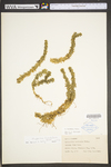 Huperzia lucidula