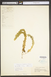 Huperzia lucidula