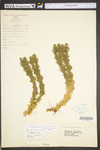 Huperzia lucidula