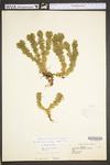 Huperzia lucidula