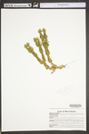 Huperzia lucidula